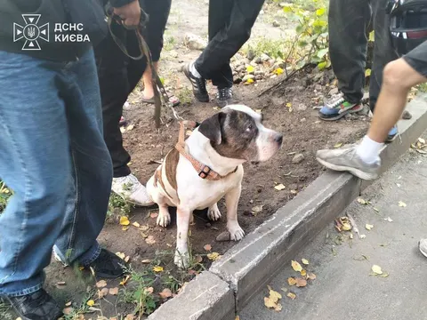 Пожежа на Костянтинівській: з квартири на другому поверсі врятували собаку