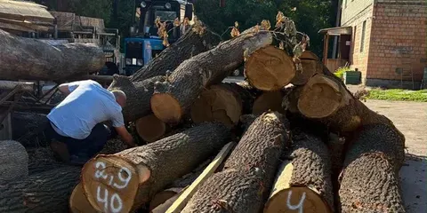 Теплотраса на Теремках: замість 200 дерев видалять 5–10, роботи спішать завершит