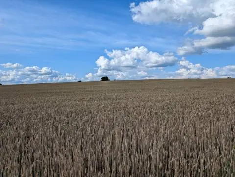 Змова на аукціоні з оренди землі: львівські фермери заплатять мільйон штрафу